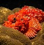 Image result for Lionfish and Scorpion Fish