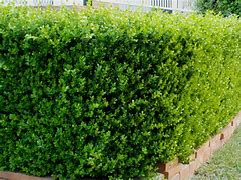 Image result for How to Grow Buxus Plants