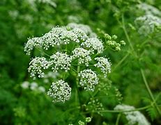 Image result for Conium Maculatum Wetland