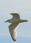 Image result for Seagull Flying