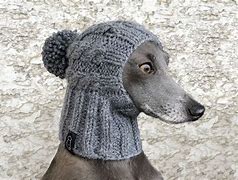 Image result for Hat for a Dog