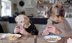 Image result for Dog Eating Dinner