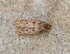 Image result for Domestic Brown Moth