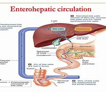 Image result for Post-Cholecystectomy Diarrhea Medication