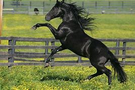 Image result for Friesian Horse Wallpaper