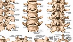 Image result for Lumbar and Sacral Spine