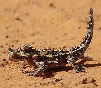 Image result for Desierto Fauna