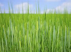 Image result for Agrarians Farming