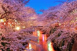 Image result for Cherry Blossom Wallpaper Desktop