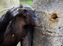 Image result for Chimpanzee Eating Meat