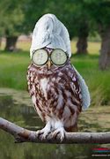 Image result for Dumb Owl