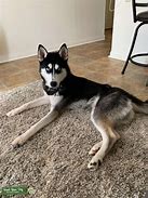 Image result for Black and White Husky Dog