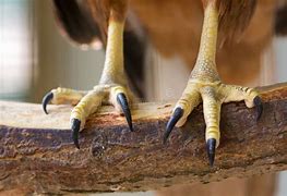 Image result for Hawk Claws