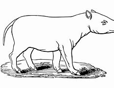 Image result for Tapir Drawing