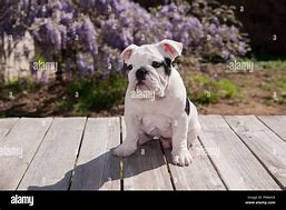 Image result for Baby Black Bulldog