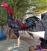 Image result for Paru Ayam