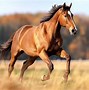 Image result for Baby Horse Running