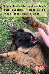 Image result for Funny Dog Quotes to Live By