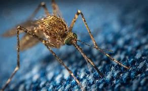 Image result for Dengue Diarrhea