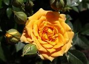 Image result for Itali Roses