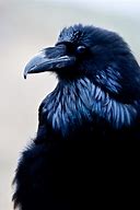 Image result for Raven in Yolo