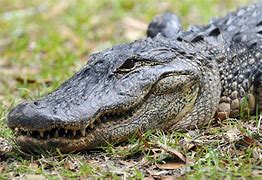 Image result for Croc vs Alligator Snout