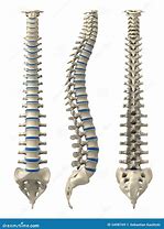 Image result for Human Spine Illustration