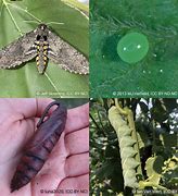 Image result for Hornworm Moth Life Cycle