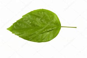 Image result for Hibiscus Leaf