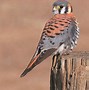 Image result for Kestrel Falcon Hawk