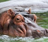 Image result for Hippo Kidney