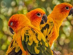 Image result for Conure