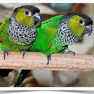 Image result for Black Cap Conure