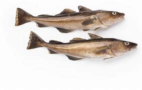 Image result for Cod Bait