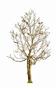 Image result for Dry and Green Tree