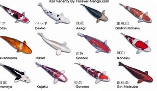 Image result for Breeds of Koi