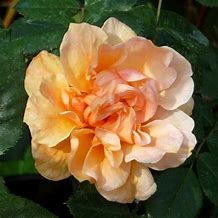 Image result for 70th Birthday Rose Plant