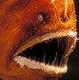 Image result for Angler Fish Nemo