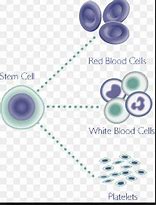 Image result for Blood Stem Cells