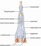 Image result for Common Extensor Tendon Anatomy