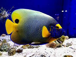 Image result for Ikan Laut Kecik