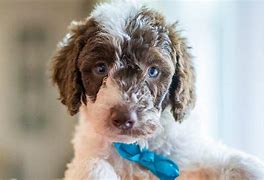 Image result for Labradoodle