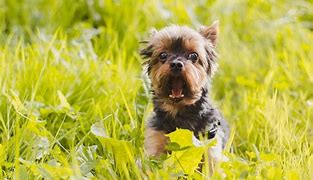 Image result for Popular Small Terrier Breeds