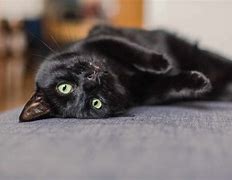 Image result for Black Cat Animal