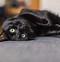 Image result for Proud Black Cat