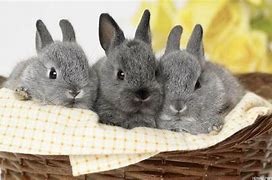 Image result for Rabbit Desktop