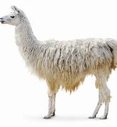 Image result for Classic Llama