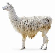 Image result for Say Llama