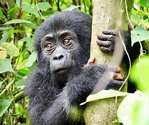 Image result for Congo Gorilla