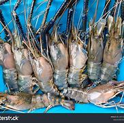 Image result for Prawn Water